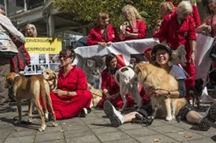 UM laat wetenschappers hun verhaal doen over belang dierproeven